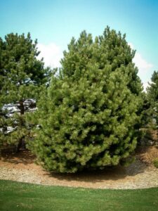 Сосна Чёрная (Pinus Nigra) купить по цене от 270.00р. в интернет-магазине «Посадика» с доставкой почтой в в Бузулуке и по всей России – [изображение №1].