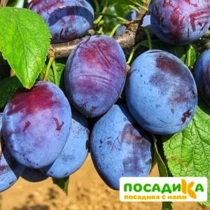 Слива Чачакская ранняя купить по цене от 229.00р. в интернет-магазине «Посадика» с доставкой почтой в в Бузулуке и по всей России – [изображение №1].