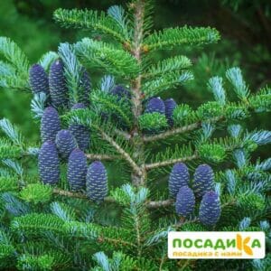 Пихта корейская (Abies koreana) купить по цене от 450.00р. в интернет-магазине «Посадика» с доставкой почтой в в Бузулуке и по всей России – [изображение №1].