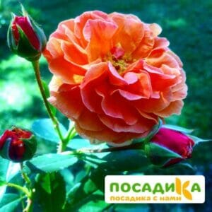 Роза Арабия купить по цене от 350.00р. в интернет-магазине «Посадика» с доставкой почтой в в Бузулуке и по всей России – [изображение №1].