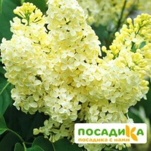 Сирень Примроуз (Primrose) купить по цене от 529.00р. в интернет-магазине «Посадика» с доставкой почтой в в Бузулуке и по всей России – [изображение №1].