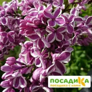 Сирень Сенсация купить по цене от 529.00р. в интернет-магазине «Посадика» с доставкой почтой в в Бузулуке и по всей России – [изображение №1].