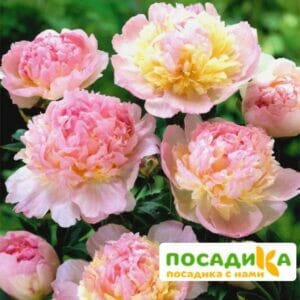 Пион Распберри Сандей (Paeonia Raspberry Sundae) купить по цене от 959р. в интернет-магазине «Посадика» с доставкой почтой в в Бузулуке и по всей России – [изображение №1].