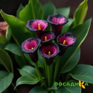 Калла Аура Лейс купить по цене от 400р. в интернет-магазине «Посадика» с доставкой почтой в в Бузулуке и по всей России – [изображение №1].