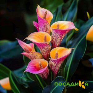 Калла Оникс купить по цене от 450р. в интернет-магазине «Посадика» с доставкой почтой в в Бузулуке и по всей России – [изображение №1].