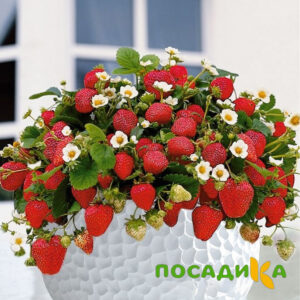 Клубника Рубиновый Шепот (горшечная) купить по цене от 240р. в интернет-магазине «Посадика» с доставкой почтой в в Бузулуке и по всей России – [изображение №1].