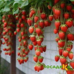 Клубника вьющаяся Комплимент купить по цене от 470р. в интернет-магазине «Посадика» с доставкой почтой в в Бузулуке и по всей России – [изображение №1].