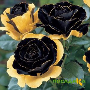 Роза Ханни Сикл купить по цене от 700р. в интернет-магазине «Посадика» с доставкой почтой в в Бузулуке и по всей России – [изображение №1].