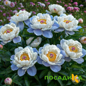 Пион акварельный Этюд купить по цене от 806р. в интернет-магазине «Посадика» с доставкой почтой в в Бузулуке и по всей России – [изображение №1].