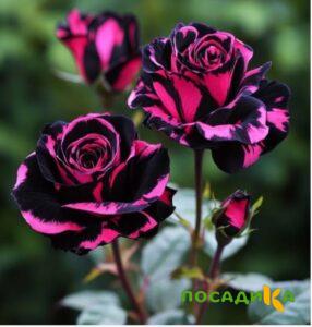 Роза Багровый Шепот купить по цене от 366р. в интернет-магазине «Посадика» с доставкой почтой в в Бузулуке и по всей России – [изображение №1].
