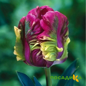 Тюльпан Экзотик Хэвен купить по цене от 186р. в интернет-магазине «Посадика» с доставкой почтой в в Бузулуке и по всей России – [изображение №1].