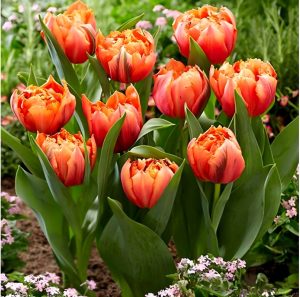 Тюльпан Гудошник Дабл купить по цене от 185р. в интернет-магазине «Посадика» с доставкой почтой в в Бузулуке и по всей России – [изображение №1].