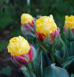 Тюльпан Айс Крим Банана купить по цене от 360р. в интернет-магазине «Посадика» с доставкой почтой в в Бузулуке и по всей России – [изображение №1].