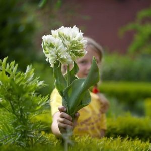 Тюльпан Супер Пэррот купить по цене от 360р. в интернет-магазине «Посадика» с доставкой почтой в в Бузулуке и по всей России – [изображение №1].