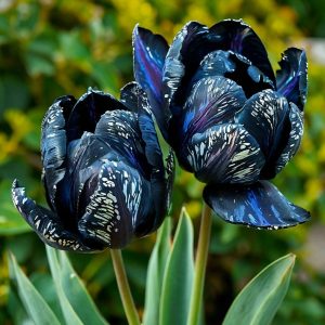 Тюльпан Блю Фог купить по цене от 500р. в интернет-магазине «Посадика» с доставкой почтой в в Бузулуке и по всей России – [изображение №1].