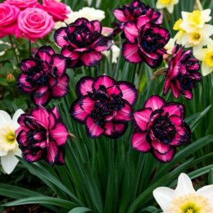 Нарцисс Золотая Корона купить по цене от 2000р. в интернет-магазине «Посадика» с доставкой почтой в в Бузулуке и по всей России – [изображение №1].