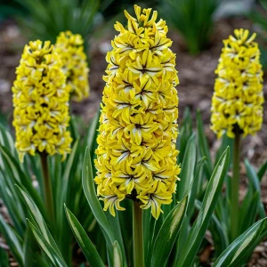 Гиацинт Сансет Голд купить по цене от 2099р. в интернет-магазине «Посадика» с доставкой почтой в в Бузулуке и по всей России – [изображение №1].