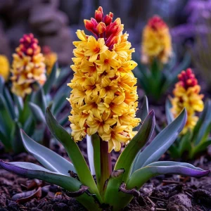 Гиацинт Миднайт Мистери купить по цене от 2099р. в интернет-магазине «Посадика» с доставкой почтой в в Бузулуке и по всей России – [изображение №1].