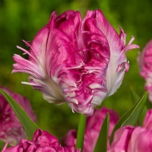 Тюльпан махровый Кул Кристал купить по цене от 400р. в интернет-магазине «Посадика» с доставкой почтой в в Бузулуке и по всей России – [изображение №1].